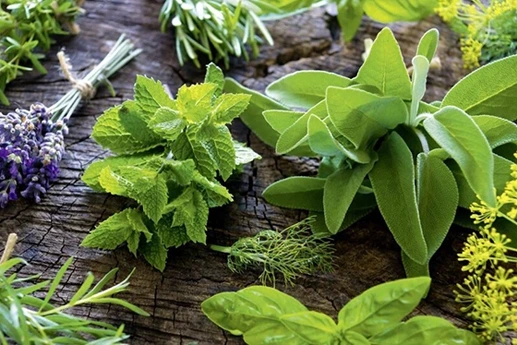 aushadhi-imagen-destacada-curso-de-tantra-taller-de-tantra-formación-de-tantra-hari-dass